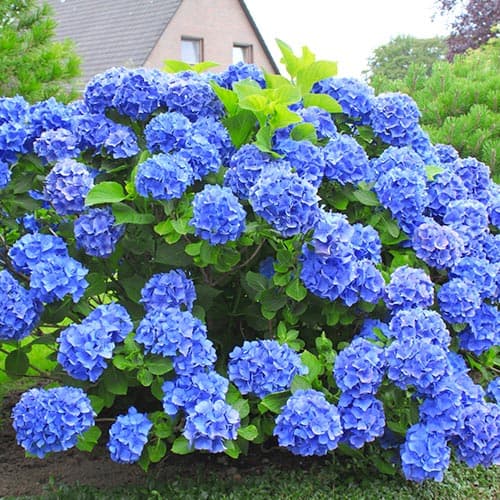 Гортензия крупнолистная Голубая лагуна артикул фото 1 Гортензия крупнолистная Голубая лагуна изображение 1 артикул 9127