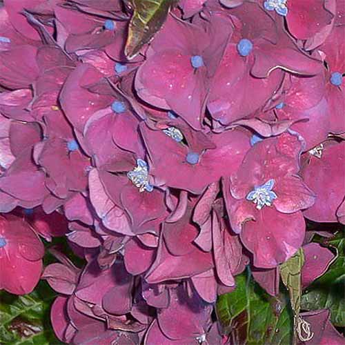 Гортензия крупнолистная Грандмонт изображение 1 артикул 01042
