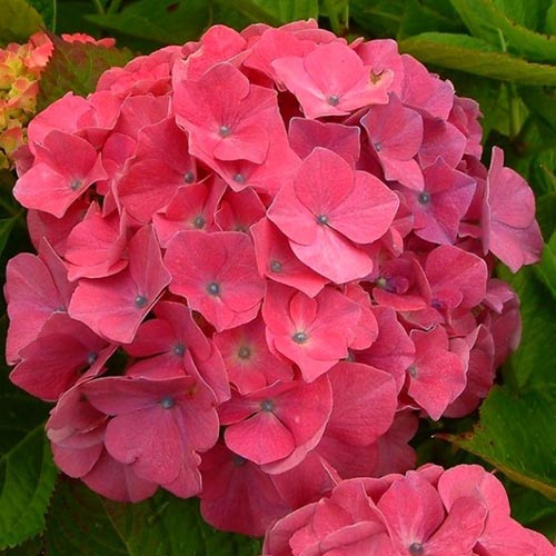 Гортензия крупнолистная Кинг Джорж V изображение 1 артикул 01044