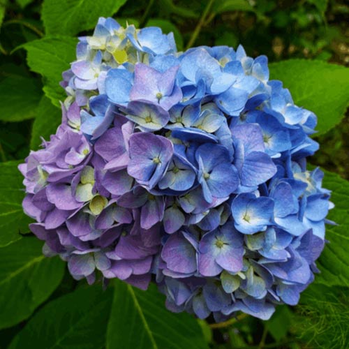 Гортензия крупнолистная Лавбла изображение 1 артикул 01045