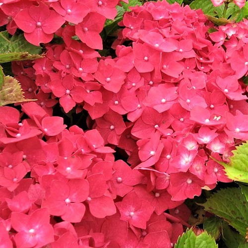 Гортензия крупнолистная Лихтфайр изображение 1 артикул 01047