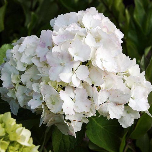 Гортензия крупнолистная Мадам Эмиль Мулье изображение 1 артикул 01048