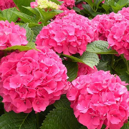 Гортензия крупнолистная Мася артикул фото 1 Гортензия крупнолистная Мася изображение 1 артикул 4728
