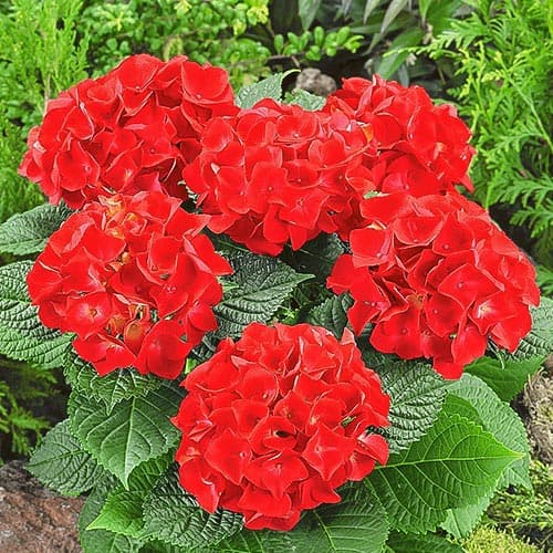 Гортензия крупнолистная Огненная красота изображение 1 артикул 9126
