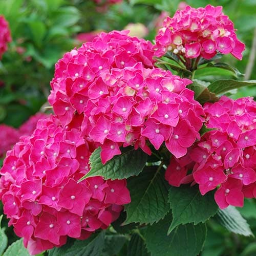 Гортензия крупнолистная Пиа изображение 1 артикул 01050