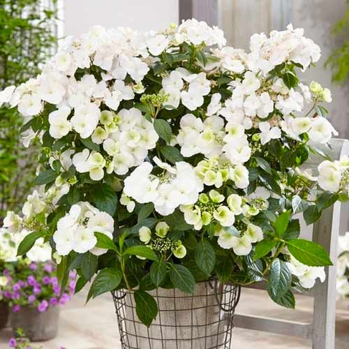 Гортензия крупнолистная Ранавей Брайд артикул фото 1 Гортензия крупнолистная Ранавей Брайд изображение 1 артикул 1567