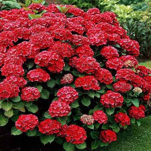 Гортензия крупнолистная Ред артикул фото 1 Гортензия крупнолистная Ред изображение 1 артикул 4732
