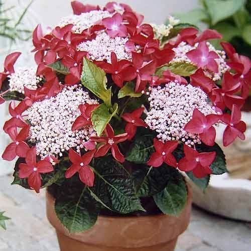 Гортензия крупнолистная Роткелхен артикул фото 1 Гортензия крупнолистная Роткелхен изображение 1 артикул 4730