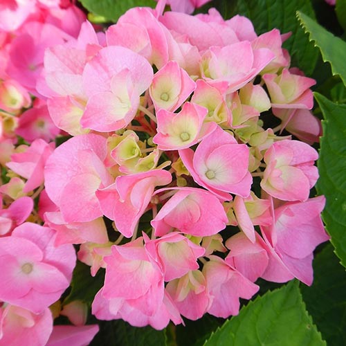 Гортензия крупнолистная Розита изображение 1 артикул 01052