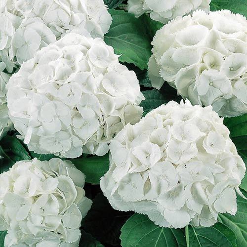 Гортензия крупнолистная Шниеболл изображение 1 артикул 01060