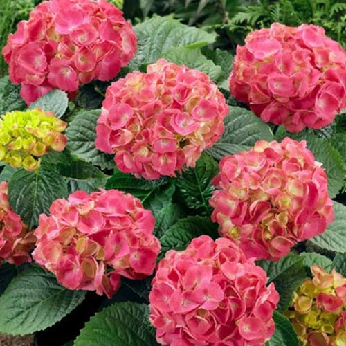 Гортензия крупнолистная Шоне Баутцнерин изображение 1 артикул 01035