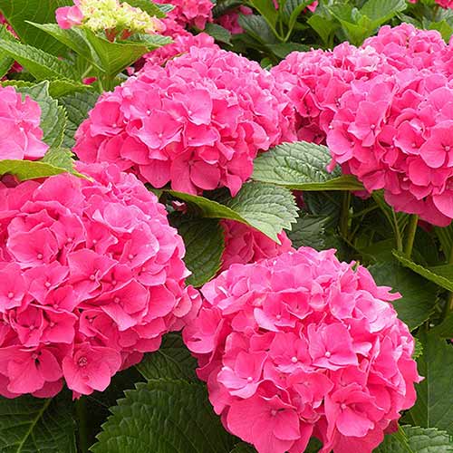 Гортензия крупнолистная Сибилла изображение 1 артикул 01053