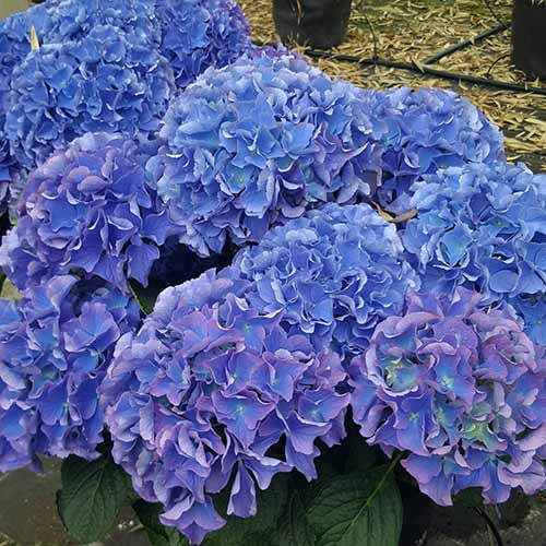 Гортензия крупнолистная Со Лонг Эбони изображение 1 артикул 01056