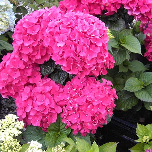 Гортензия крупнолистная Со Лонг Рози изображение 1 артикул 01054