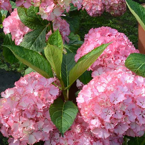 Гортензия крупнолистная Со Лонг Санни изображение 1 артикул 01055