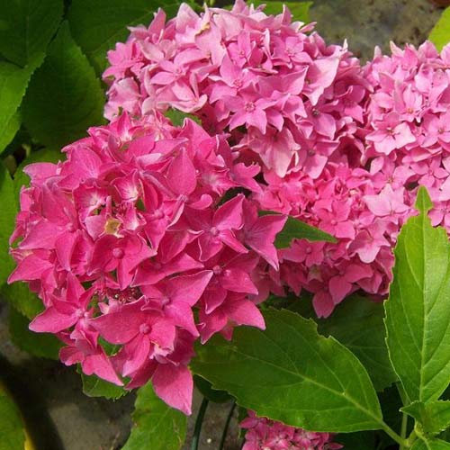 Гортензия крупнолистная Товелит изображение 1 артикул 01058