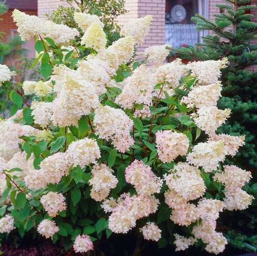 Гортензия метельчатая Биг Бен изображение 2 артикул 2445