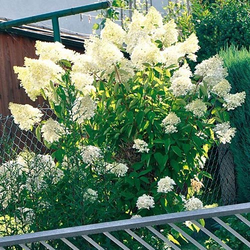 Гортензия метельчатая Биг Бен изображение 3 артикул 2445