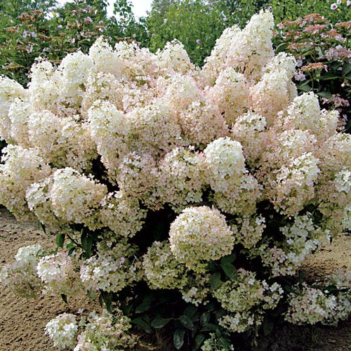 Гортензия метельчатая Биг Бен изображение 4 артикул 2445