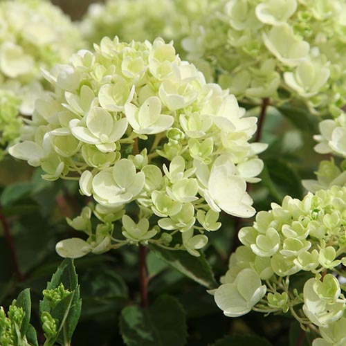 Гортензия метельчатая Бомшелл артикул фото 1 Гортензия метельчатая Бомшелл изображение 1 артикул 01061