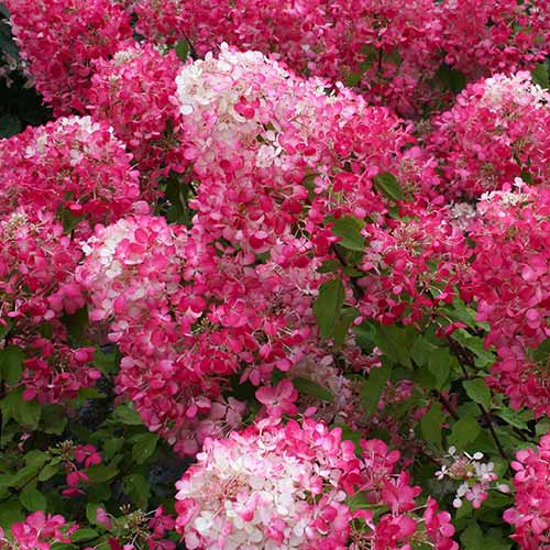 Гортензия метельчатая Даймонд Руж изображение 1 артикул 01064