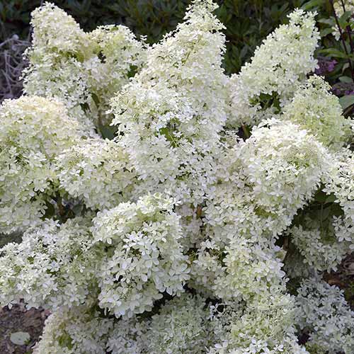 Гортензия метельчатая Дентель Де Горрон изображение 1 артикул 01065