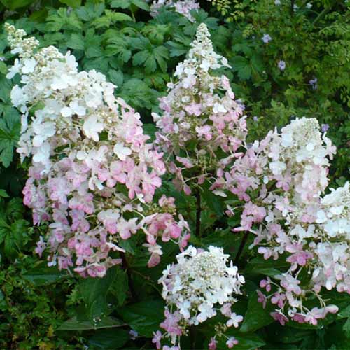 Гортензия метельчатая Энджелс Блаш изображение 1 артикул 01091
