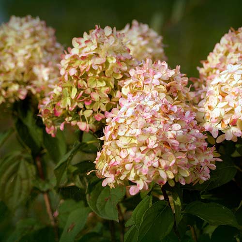 Гортензия метельчатая Фантом изображение 1 артикул 01088