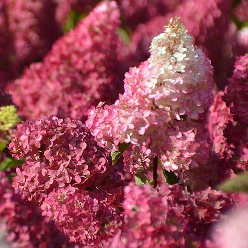 Гортензия метельчатая Фрайз Мельба изображение 1 артикул 01089