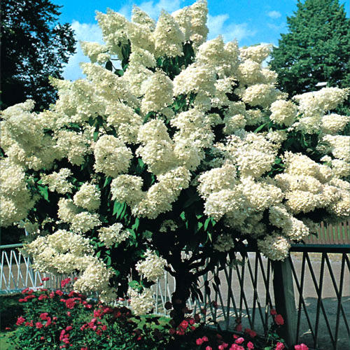 Гортензия метельчатая Гранди Флора изображение 1 артикул 2520