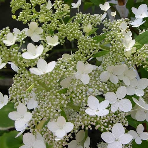 Гортензия метельчатая Гринспайр изображение 1 артикул 01063