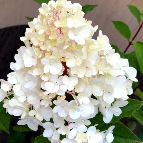 Гортензия метельчатая Харис Сувенир артикул фото 1 Гортензия метельчатая Харис Сувенир изображение 1 артикул 01090