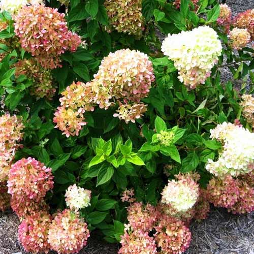 Гортензия метельчатая Жемчужина Фестиваля изображение 1 артикул 01067