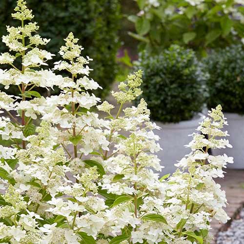 Гортензия метельчатая Конфетти изображение 1 артикул 01068