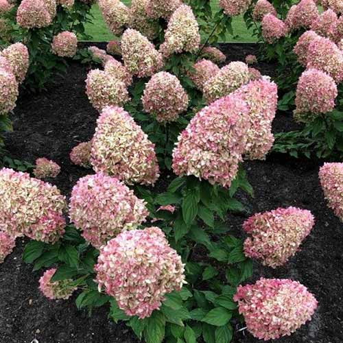 Гортензия метельчатая Коттон Крим изображение 1 артикул 01069