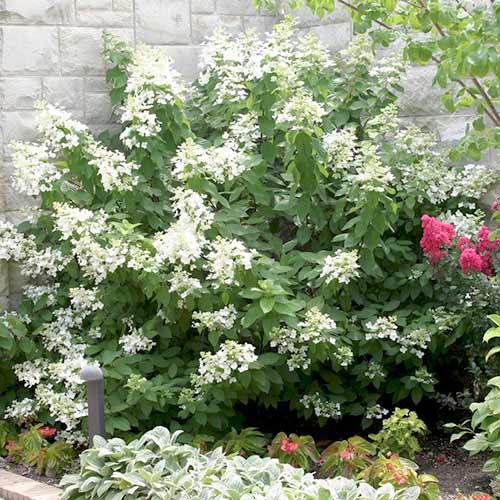 Гортензия метельчатая Левана изображение 1 артикул 3915