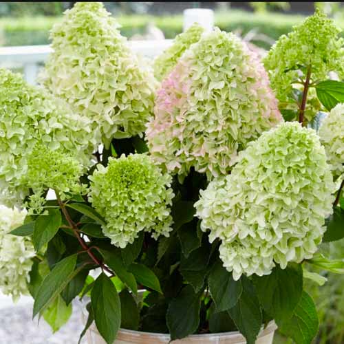 Гортензия метельчатая Литл Фреско изображение 1 артикул 1569