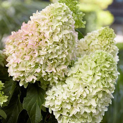 Гортензия метельчатая Литтл Фрайз изображение 1 артикул 01073