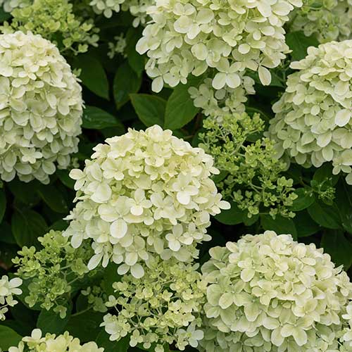 Гортензия метельчатая Литтл Пассион изображение 1 артикул 01071