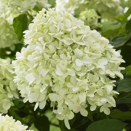 Гортензия метельчатая Литтл Спуки изображение 1 артикул 01072