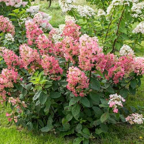 Гортензия метельчатая Мэджикал Файр изображение 1 артикул 01079