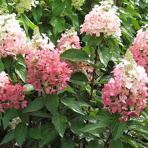 Гортензия метельчатая Мэджикал Везувио изображение 1 артикул 01075