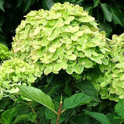 Гортензия метельчатая Мохито изображение 1 артикул 01074