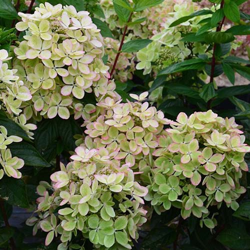 Гортензия метельчатая Пастель Грин изображение 1 артикул 01080