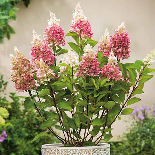 Гортензия метельчатая Пинки Винки изображение 1 артикул 3950