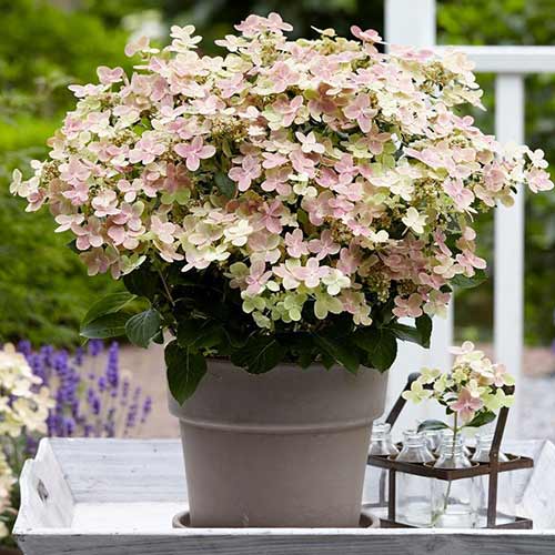 Гортензия метельчатая Полстар изображение 1 артикул 01081