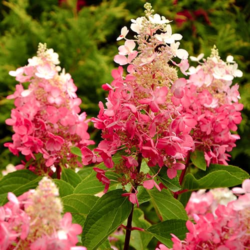 Гортензия метельчатая Ред Стар изображение 1 артикул 5647