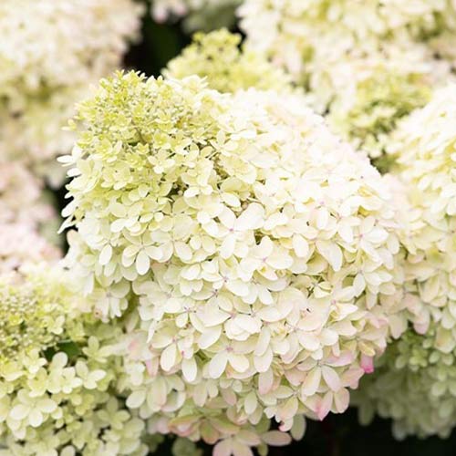 Гортензия метельчатая Роял Флауэ изображение 1 артикул 01082