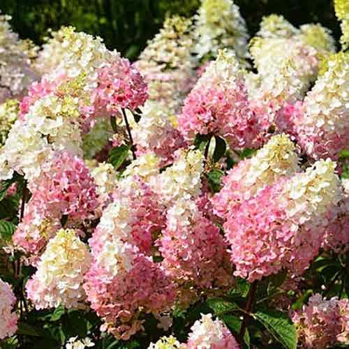 Гортензия метельчатая Руби изображение 1 артикул 4736