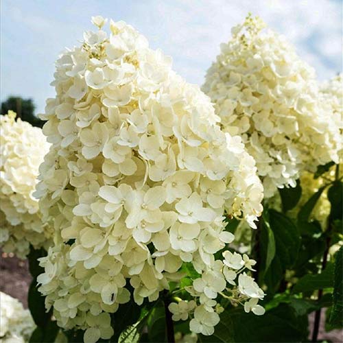 Гортензия метельчатая Саммэ Сноу артикул фото 1 Гортензия метельчатая Саммэ Сноу изображение 1 артикул 01083